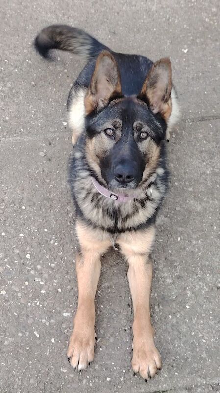 11 month old female Czech German Shepherd for sale in Nottinghamshire | Image 3