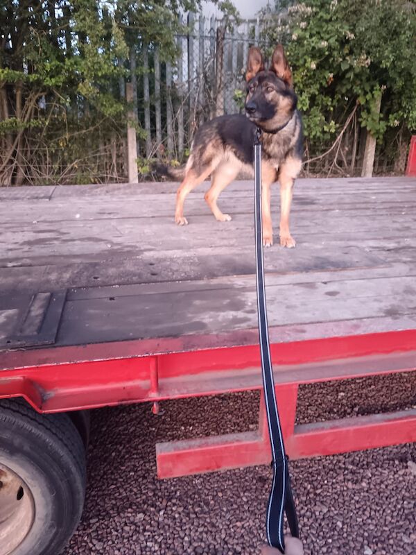 11 month old female Czech German Shepherd for sale in Nottinghamshire | Image 4