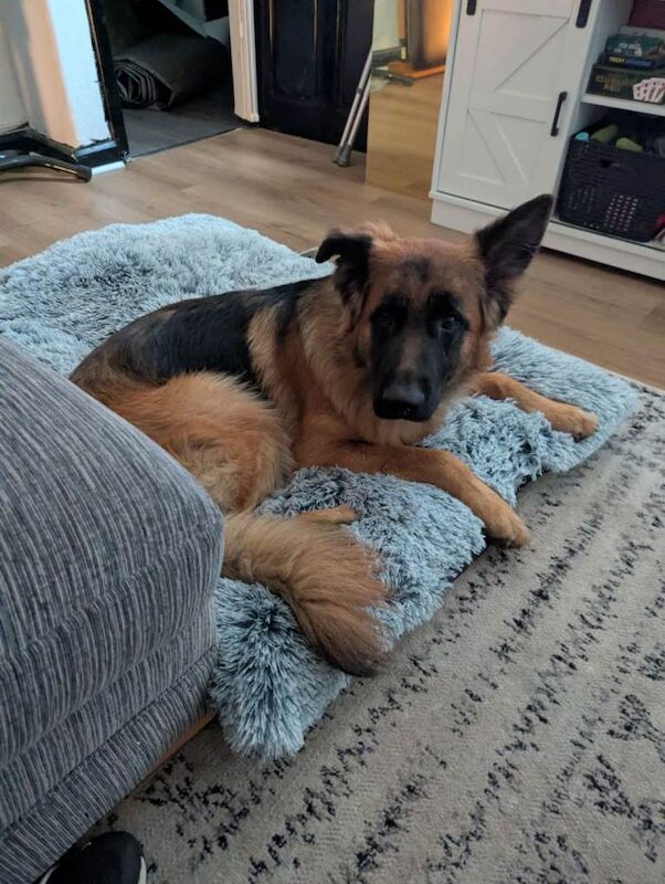 11 month old German Shepherd (GSD) - Image 2 of 5