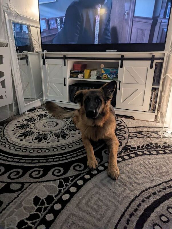 11 month old German Shepherd (GSD) - Image 3 of 5