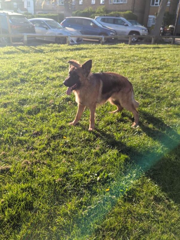 11 month old German Shepherd (GSD) - Image 4 of 5