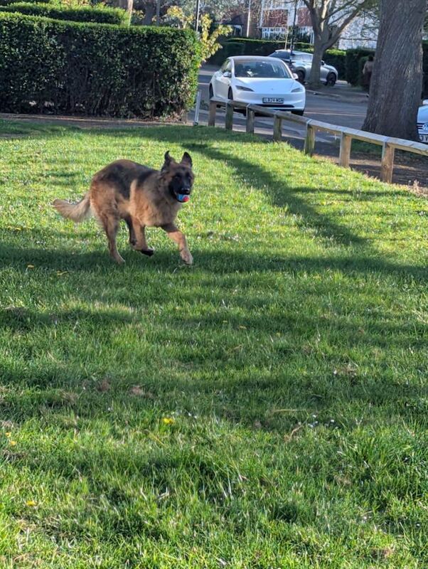 11 month old German Shepherd (GSD) - Image 5 of 5