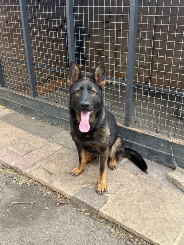 11 months old German shepherd for sale