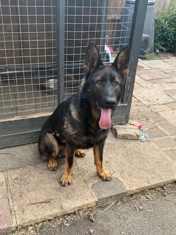 11 months old German shepherd for sale - Image 2 of 4