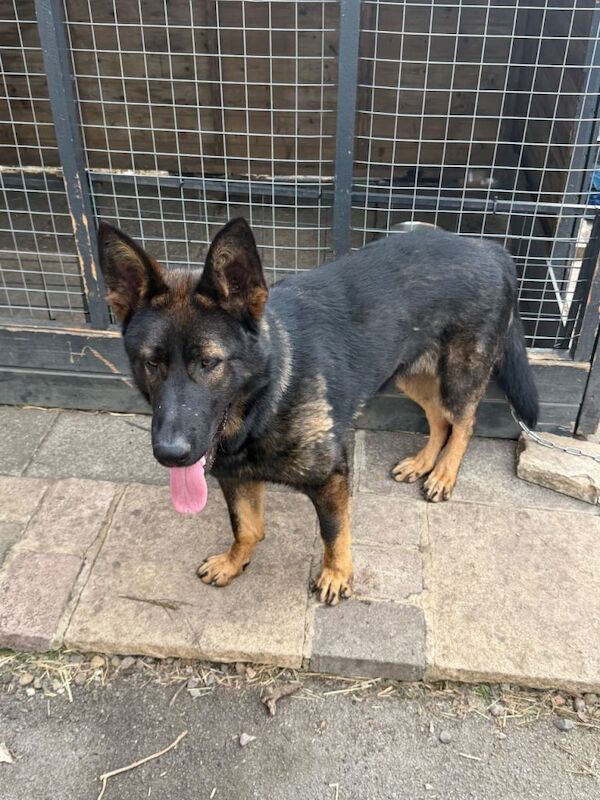11 months old German shepherd for sale - Image 3 of 4