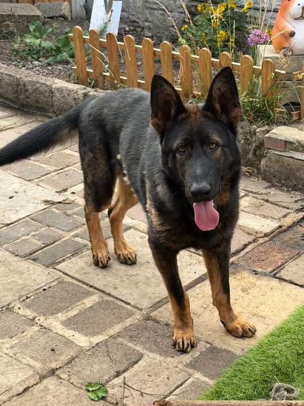 11 months old German shepherd for sale - Image 4 of 4