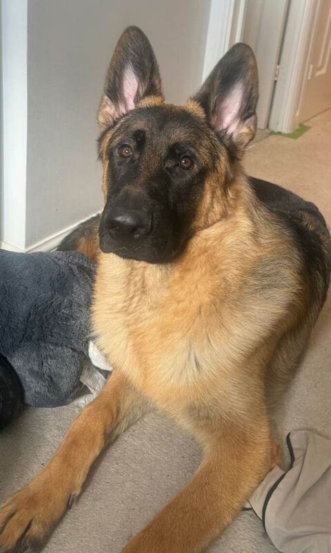 German Shepherd Puppies For Sale