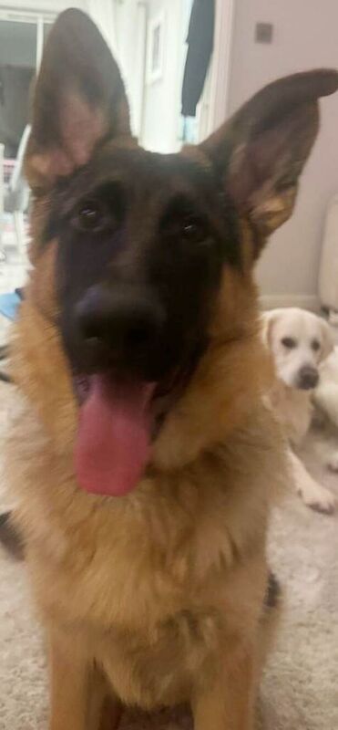11 months old male czech german shepherd - Image 2 of 3