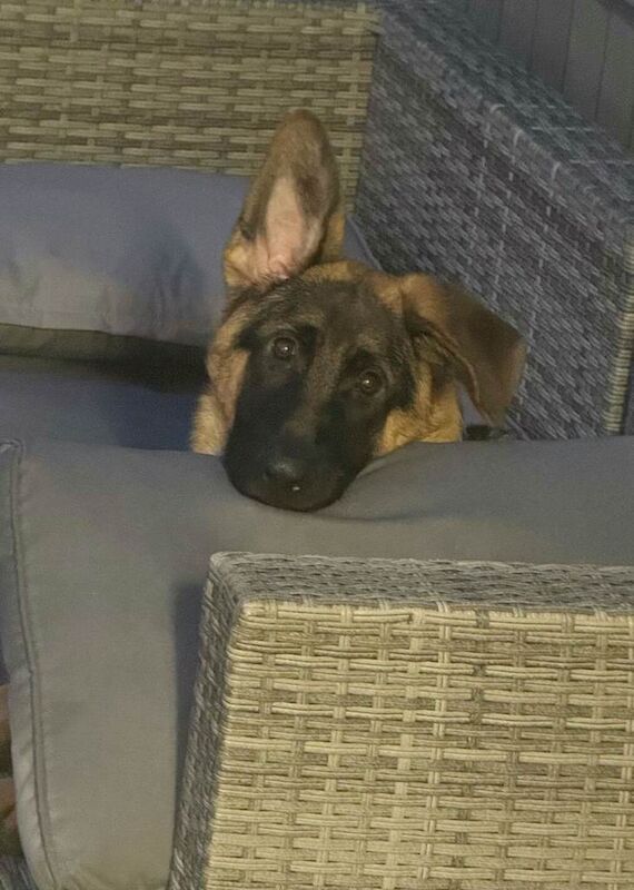 11 months old male czech german shepherd - Image 3 of 3