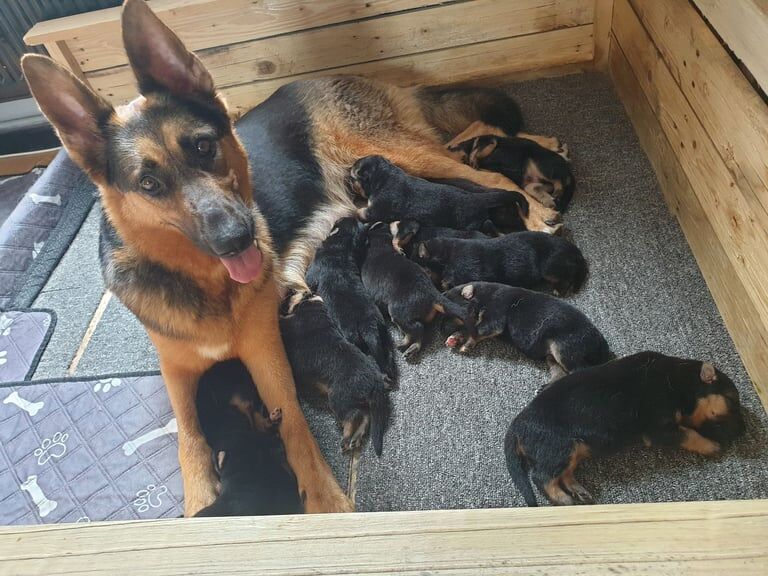 12 German shepherd puppies for sale in Rugby, Warwickshire