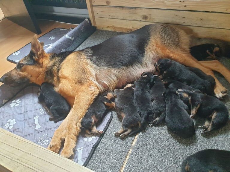 German Shepherd puppies for sale in Rugby, Warwickshire – 7 months old - Image 2 of 3
