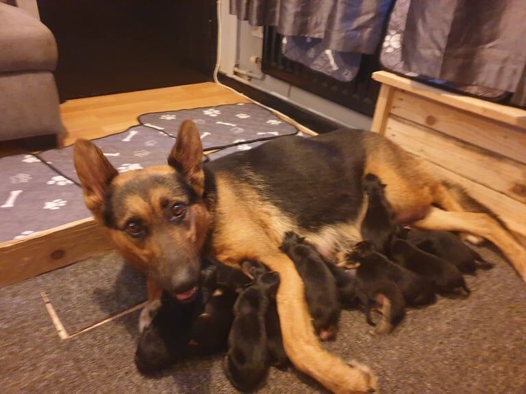 German Shepherd puppies for sale in Rugby, Warwickshire – 7 months old - Image 3 of 3