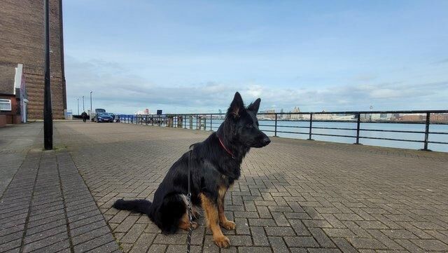 12 month old German Shepherd for sale in Middlewich, Cheshire - Image 2