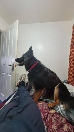 12 month old German Shepherd for sale in Middlewich, Cheshire - Image 5