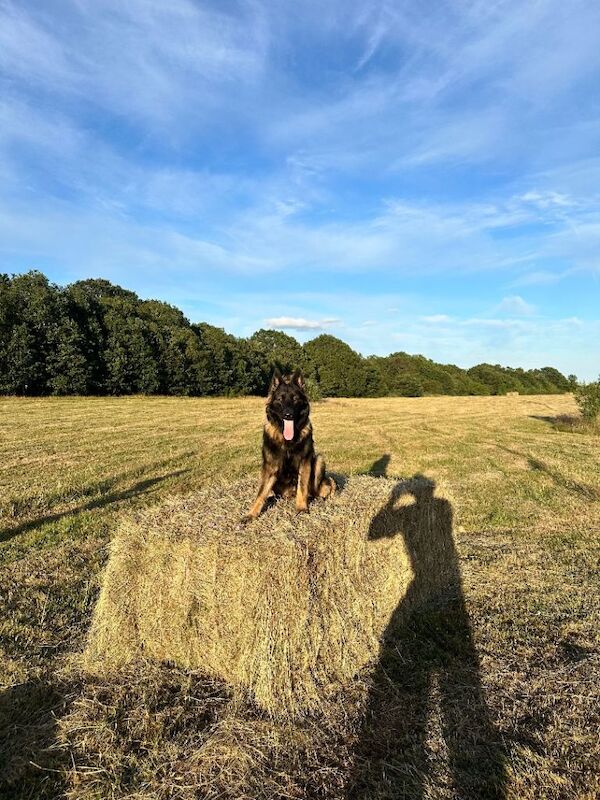 12 months old German shepherd - Image 2 of 3