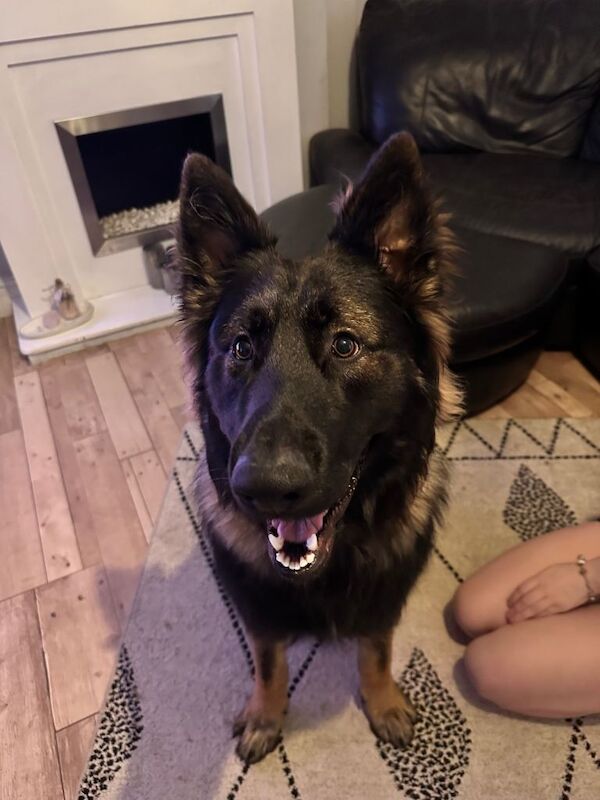 12 months old German shepherd - Image 3 of 3