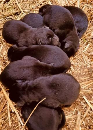 German Shepherd puppies for sale in Chorley, Lancashire – 1 year old - Image 2 of 5