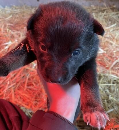 German Shepherd puppies for sale in Chorley, Lancashire – 1 year old - Image 3 of 5