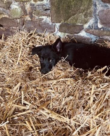 German Shepherd puppies for sale in Chorley, Lancashire – 1 year old - Image 4 of 5