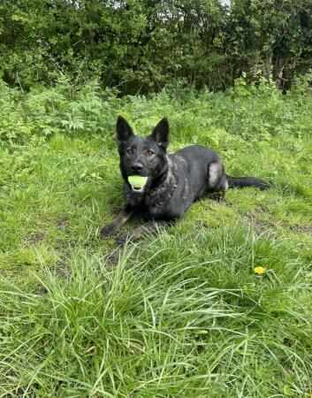 German Shepherd puppies for sale in Chorley, Lancashire – 1 year old - Image 5 of 5
