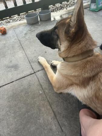German Shepherd puppies for sale in Royal Tunbridge Wells, Kent – 2 years old - Image 1 of 5