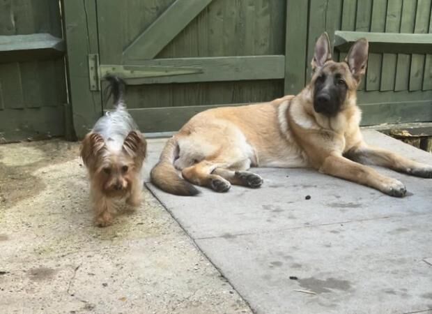 German Shepherd puppies for sale in Royal Tunbridge Wells, Kent – 2 years old - Image 4 of 5