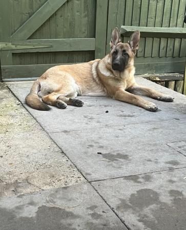 German Shepherd puppies for sale in Royal Tunbridge Wells, Kent – 2 years old - Image 5 of 5