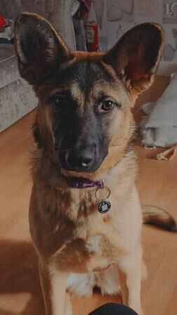 German Shepherd puppies for sale in Great Bowden, Leicestershire – 2 years old - Image 2 of 5
