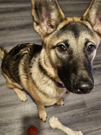 German Shepherd puppies for sale in Great Bowden, Leicestershire – 2 years old - Image 3 of 5
