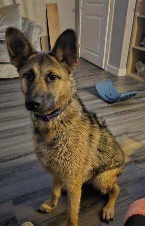 German Shepherd puppies for sale in Great Bowden, Leicestershire – 2 years old - Image 4 of 5