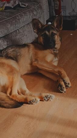 German Shepherd puppies for sale in Great Bowden, Leicestershire – 2 years old - Image 5 of 5