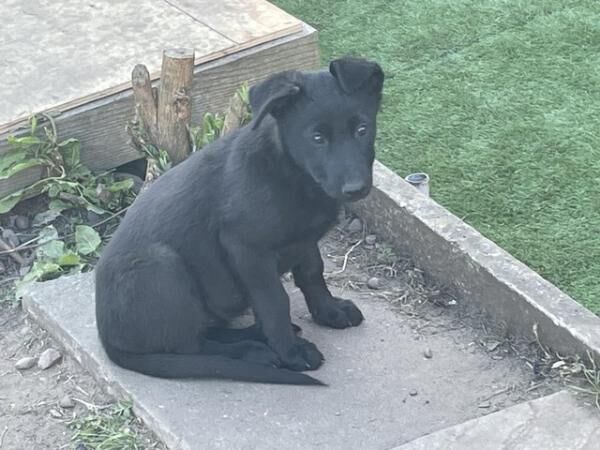 German Shepherd puppies for sale in Telford, Shropshire – 1 year old - Image 1 of 5
