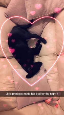 German Shepherd puppies for sale in Telford, Shropshire – 1 year old - Image 2 of 5