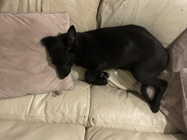 German Shepherd puppies for sale in Telford, Shropshire – 1 year old - Image 3 of 5