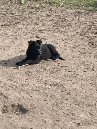 German Shepherd puppies for sale in Telford, Shropshire – 1 year old - Image 4 of 5