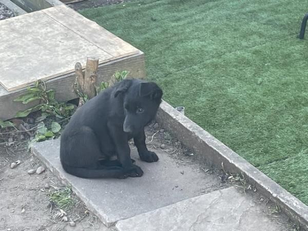 German Shepherd puppies for sale in Telford, Shropshire – 1 year old - Image 5 of 5
