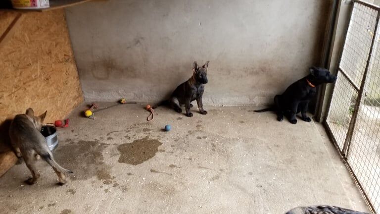 15 week old German shepherd puppys for sale in Londonderry, County Londonderry