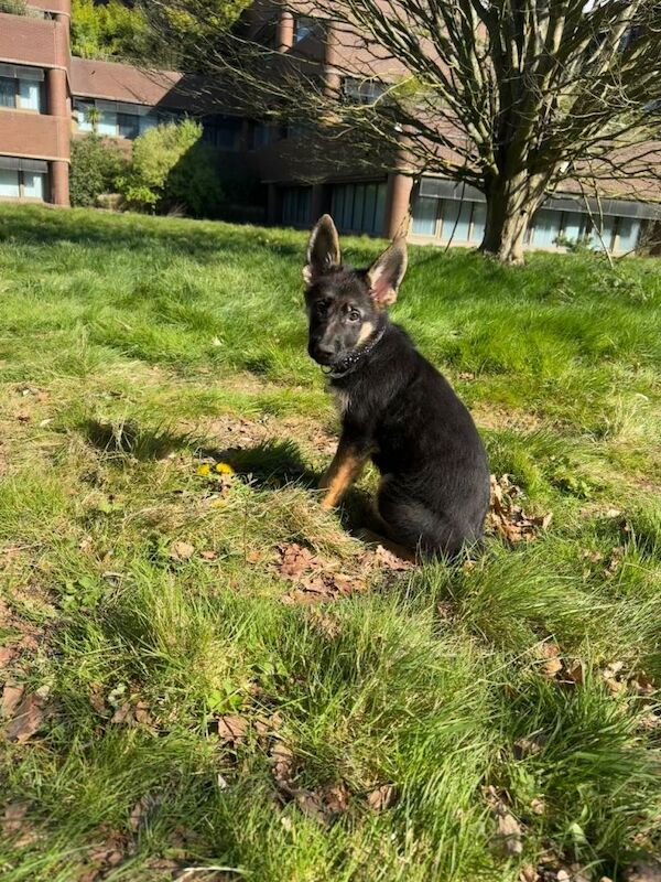 15 weeks German Shepherd puppy