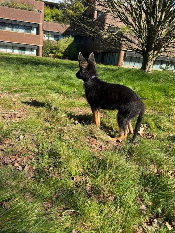 15 weeks German Shepherd puppy - Image 2 of 4