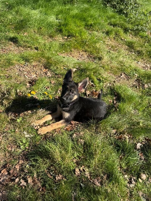 15 weeks German Shepherd puppy - Image 3 of 4