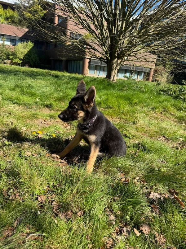 15 weeks German Shepherd puppy - Image 4 of 4