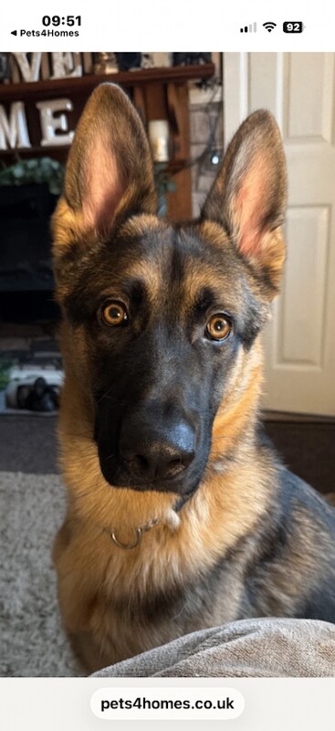 15month old German Shepherd