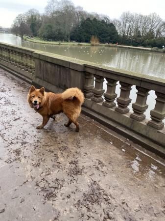 German Shepherd puppies for sale in Sinfin, Derbyshire – 2 years old - Image 1 of 5
