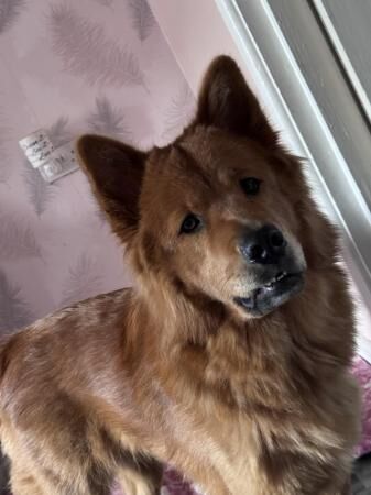 German Shepherd puppies for sale in Sinfin, Derbyshire – 2 years old - Image 2 of 5