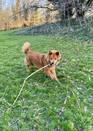 German Shepherd puppies for sale in Sinfin, Derbyshire – 2 years old - Image 3 of 5
