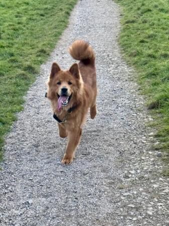 German Shepherd puppies for sale in Sinfin, Derbyshire – 2 years old - Image 4 of 5