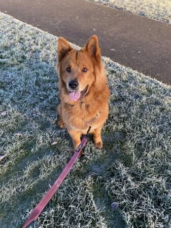 German Shepherd puppies for sale in Sinfin, Derbyshire – 2 years old - Image 5 of 5