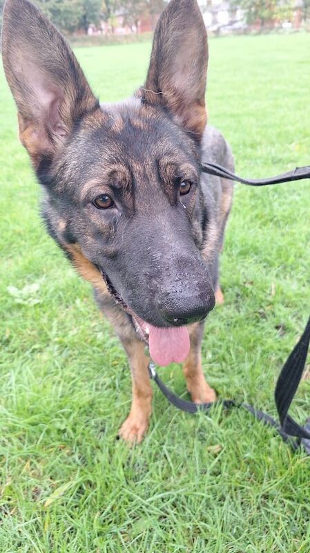 German Shepherd puppies for sale in Manchester, Greater Manchester – 1 year old