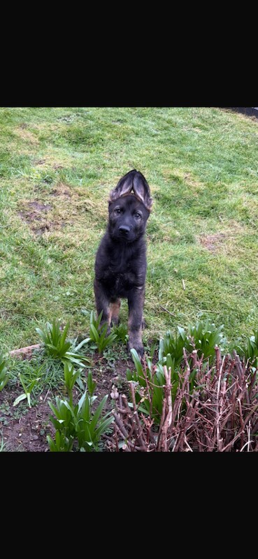 17 week German Shepherd puppy