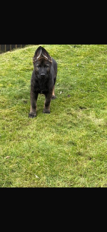 17 week German Shepherd puppy - Image 2 of 3